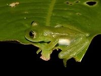 Emerald Glass Frog This is a very small Frog, with translucent abdomen skin.<br />
From the side view, its possible to see a bit of its translucent abdomen. Centrolene prosoblepon,Costa Rica,Emerald Glass Frog,Geotagged,Winter