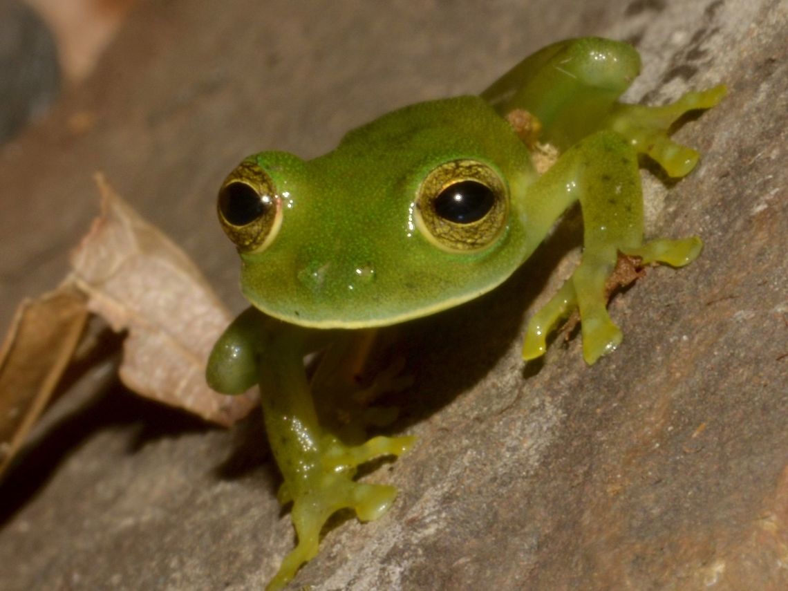 Cutie eyes This small Frog are cute, besides having translucent abdomen skin that are nearly see-through. Centrolene prosoblepon,Costa Rica,Emerald Glass Frog,Geotagged,Winter