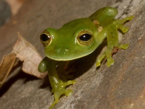 Cutie eyes This small Frog are cute, besides having translucent abdomen skin that are nearly see-through. Centrolene prosoblepon,Costa Rica,Emerald Glass Frog,Geotagged,Winter