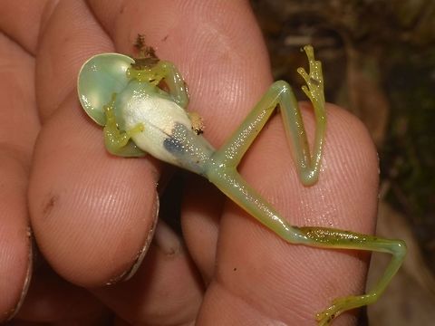 Glass Abdomen Our guide picked up the Frog to show us that it is a Glass Frog, he doesn't speaks english and we didn't speaks spanish.

This was the Frog when we first saw it :

https://www.jungledragon.com/image/43735/emerald_glass_frog.html
 Centrolene prosoblepon,Costa Rica,Emerald Glass Frog,Geotagged,Winter