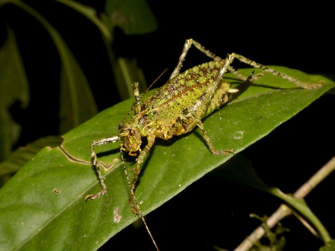 Katydid  Costa Rica,Geotagged,Katydid,Winter