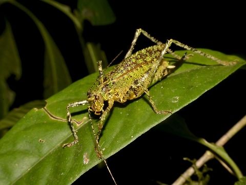 Katydid  Costa Rica,Geotagged,Katydid,Winter