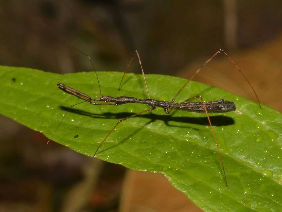 Thread-Legged Assassin Bug Thread-Legged Assassin Bug, family of Emesinae.<br />
 Bug,Costa Rica,Geotagged,Winter