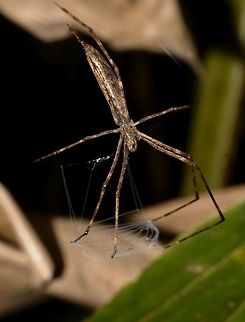 Deinopis longipes