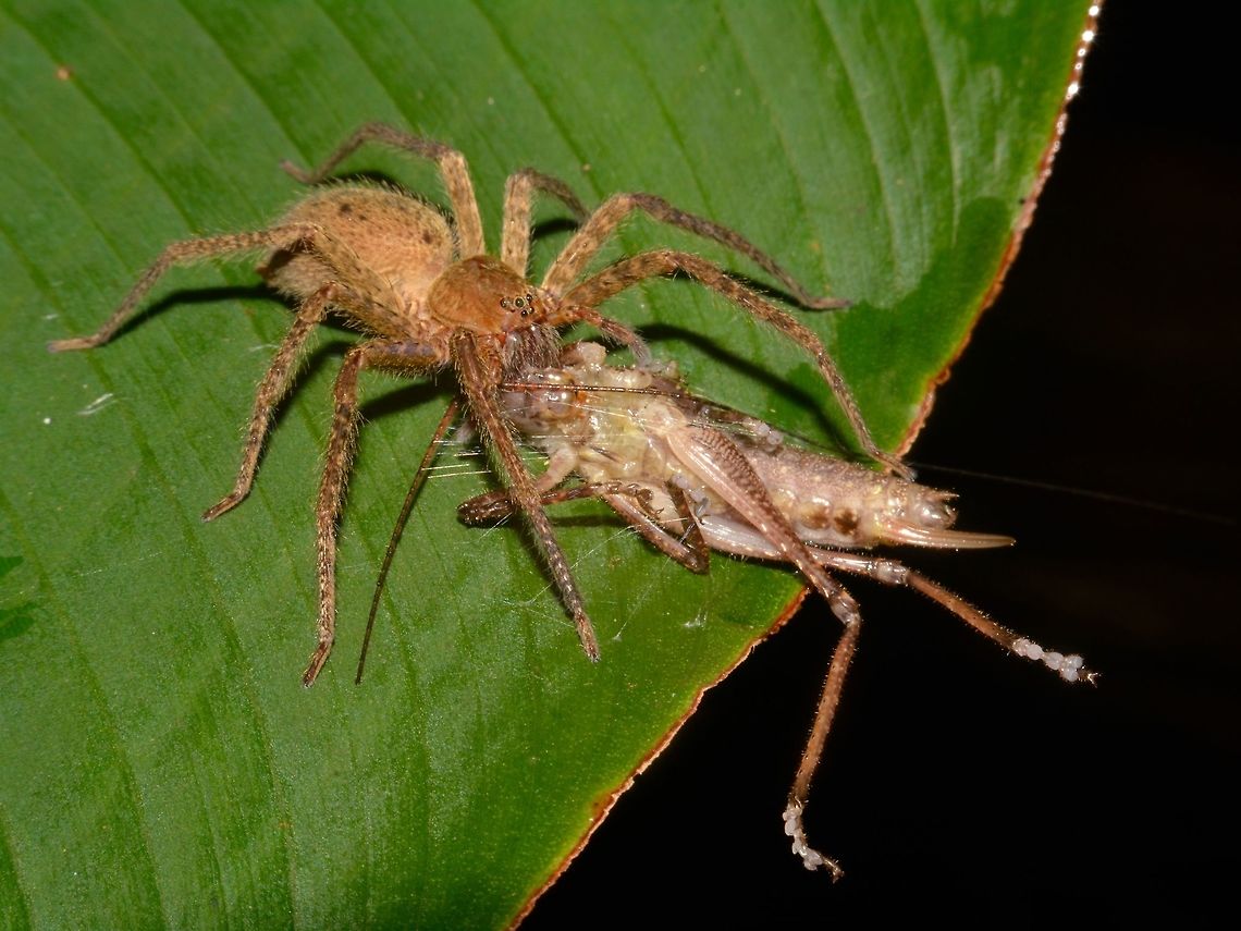 Meal Time Huntsman Spider having a meal of a Grasshopper. Costa Rica,Geotagged,Huntsman Spider,Meal,Winter