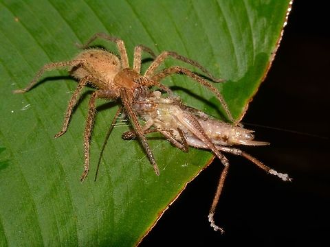 Meal Time Huntsman Spider having a meal of a Grasshopper. Costa Rica,Geotagged,Huntsman Spider,Meal,Winter