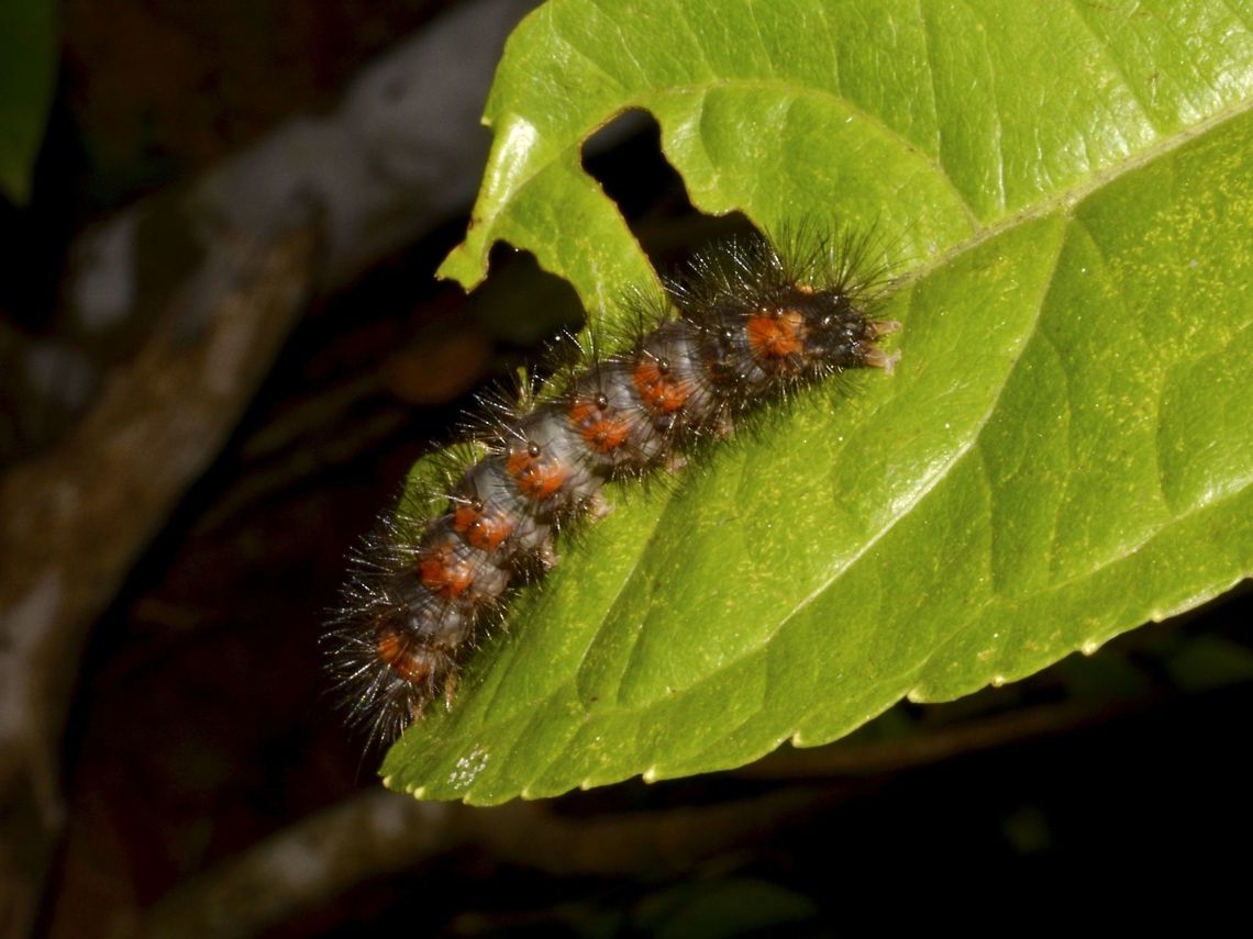 Caterpillar Black Caterpillar with brown/reddish spots. Caterpillar,Costa Rica,Geotagged,Winter
