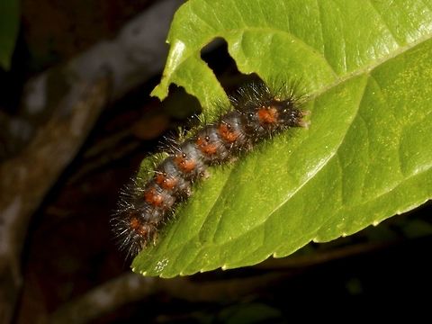 Caterpillar Black Caterpillar with brown/reddish spots. Caterpillar,Costa Rica,Geotagged,Winter