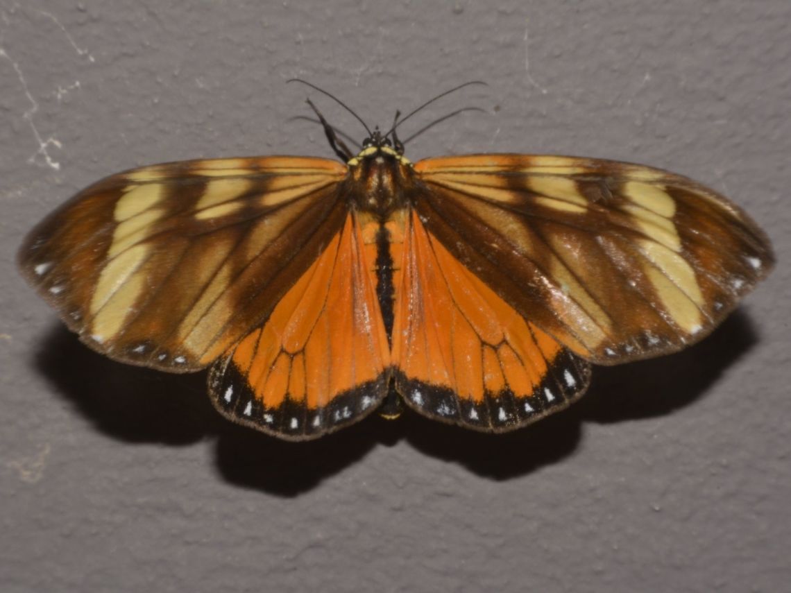 Erebid Moth - Dysschema eurocilia This Erebid Moth -  Dysschema eurocilia was attracted by the light of the Resort at night time. Costa Rica,Dysschema eurocilia,Erebid Moth,Geotagged,Moth,Winter