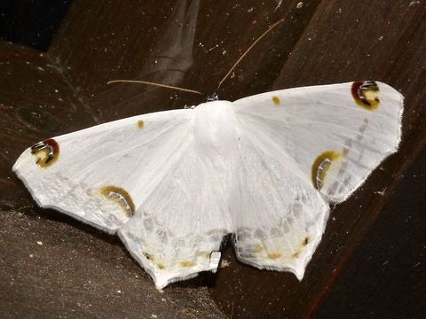 Geometrid Moth - Sericoptera mahometaria This Geometrid Moth - Sericoptera mahometaria is nearly all white in colour with some markings at the fringe of its wings. Costa Rica,Geometrid Moth,Geotagged,Moth,Sericoptera mahometaria,Winter