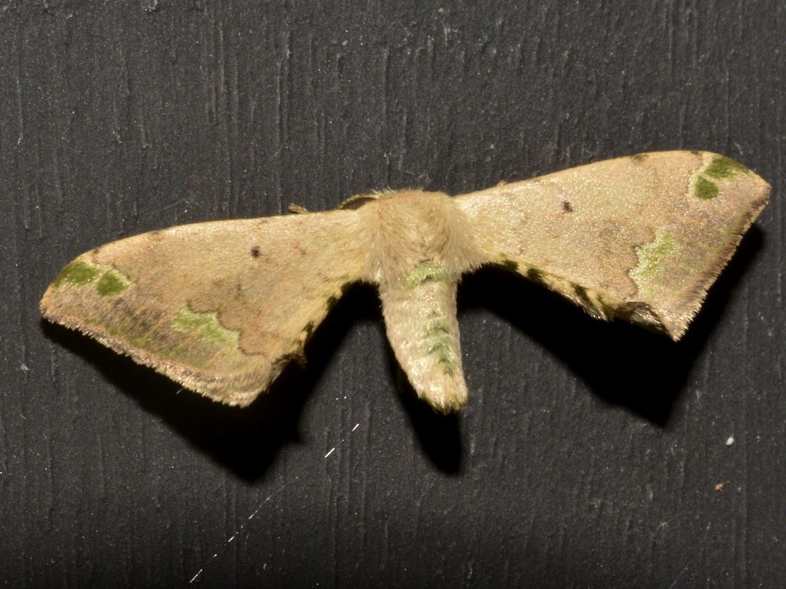 Bombycid Moth - Anticla antica This Moth was attracted to the light of the Resort at night. Anticla antica,Bombycid Moth,Costa Rica,Geotagged,Moth,Winter