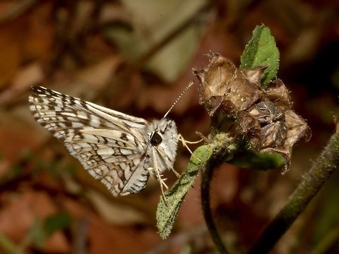 Orcus Chequered Skipper - Pyrgus orcus  Butterfly,Chequered Skipper,Costa Rica,Geotagged,Orcus chequered skipper,Pyrgus orcus,Skipper Butterfly,Winter