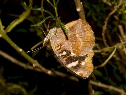 Butterfly - Anthanassa sp Butterfly, seen during a night walk. Anthanassa,Anthanassa sp,Butterfly,Costa Rica,Geotagged,Winter