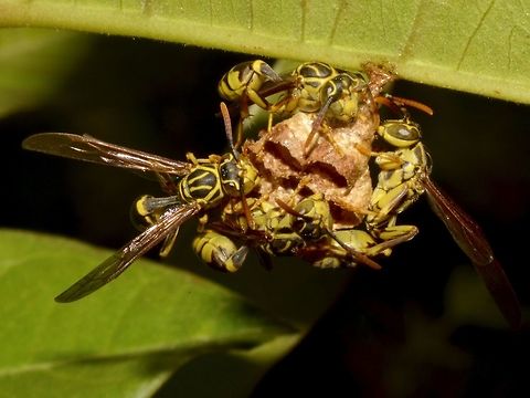 Paper Wasps - Mischocyttarus sp Wasps tending to their nest Costa Rica,Geotagged,Mischocyttarus,Mischocyttarus sp,Nest,Paper Wasp,Wasp,Winter