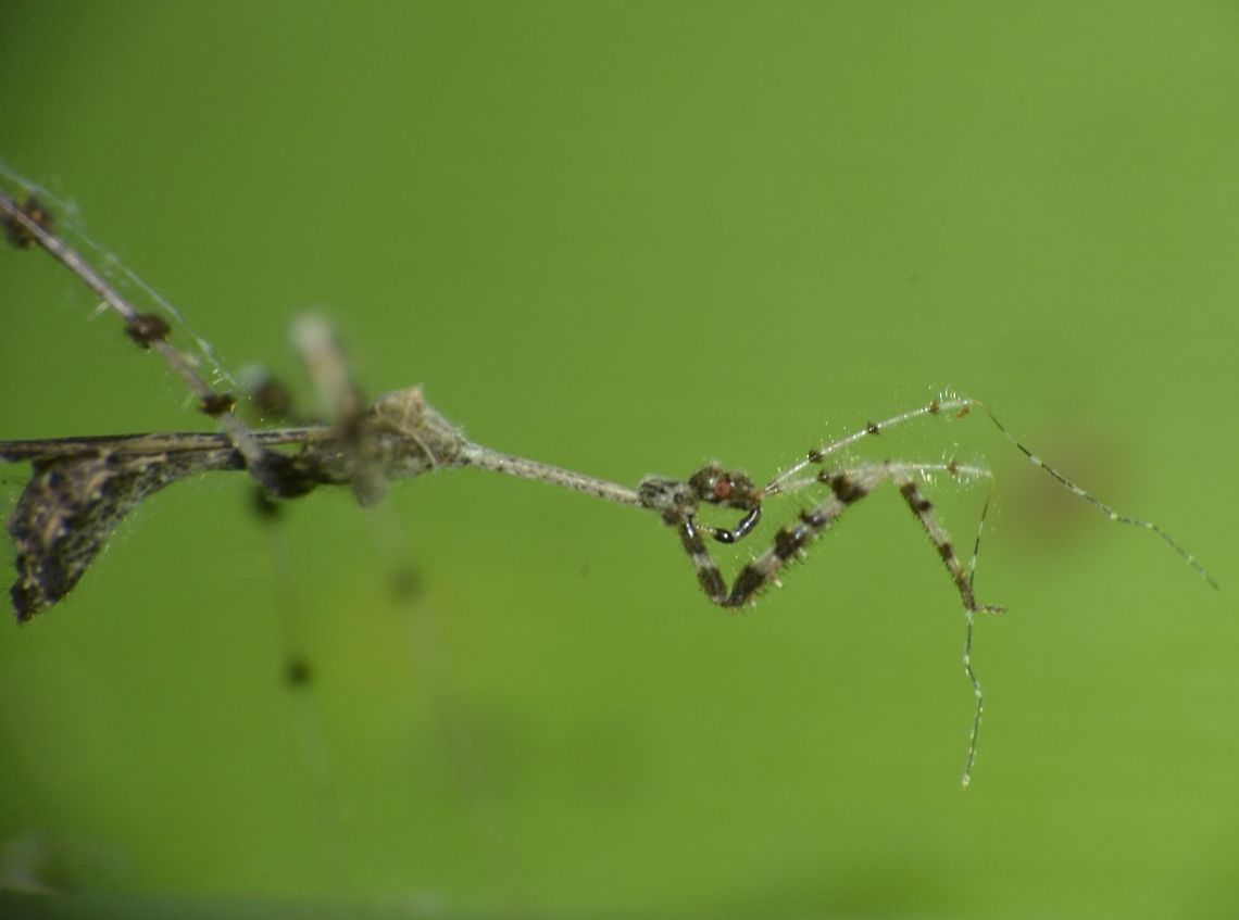 Ready to strike This is a close-up picture of a Three-legged Bug, from the sub-family of Emesinae.<br />
It was small in size, around 1 cm but very thin and scrawny, its legs are segemented and hairy.<br />
<br />
Check-out this other picture to get an idea how scrawny this bug is :<br />
<br />
<figure class="photo"><a href="https://www.jungledragon.com/image/43818/three-legged_bug_having_a_spider_meal.html" title="Three-legged Bug having a Spider meal"><img src="https://s3.amazonaws.com/media.jungledragon.com/images/2994/43818_thumb.jpg?AWSAccessKeyId=05GMT0V3GWVNE7GGM1R2&Expires=1765411210&Signature=ot3vFKYuD3F7jCiB8Vw%2Bq3VOxQw%3D" width="200" height="150" alt="Three-legged Bug having a Spider meal This Three-legged Bug probably just finished with its meal of a tiny Spider; the Spider looks dry/empty.<br />
<br />
Close-up picture of this Three-legged Bug can be seen here : <br />
<br />
https://www.jungledragon.com/image/43816/ready_to_strike.html<br />
 Emesinae,Fiji,Geotagged,Spring,Three-legged Bug" /></a></figure> Emesinae,Fiji,Geotagged,Spring,Three-legged Bug