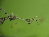 Ready to strike This is a close-up picture of a Three-legged Bug, from the sub-family of Emesinae.<br />
It was small in size, around 1 cm but very thin and scrawny, its legs are segemented and hairy.<br />
<br />
Check-out this other picture to get an idea how scrawny this bug is :<br />
<br />
https://www.jungledragon.com/image/43818/three-legged_bug_having_a_spider_meal.html Emesinae,Fiji,Geotagged,Spring,Three-legged Bug