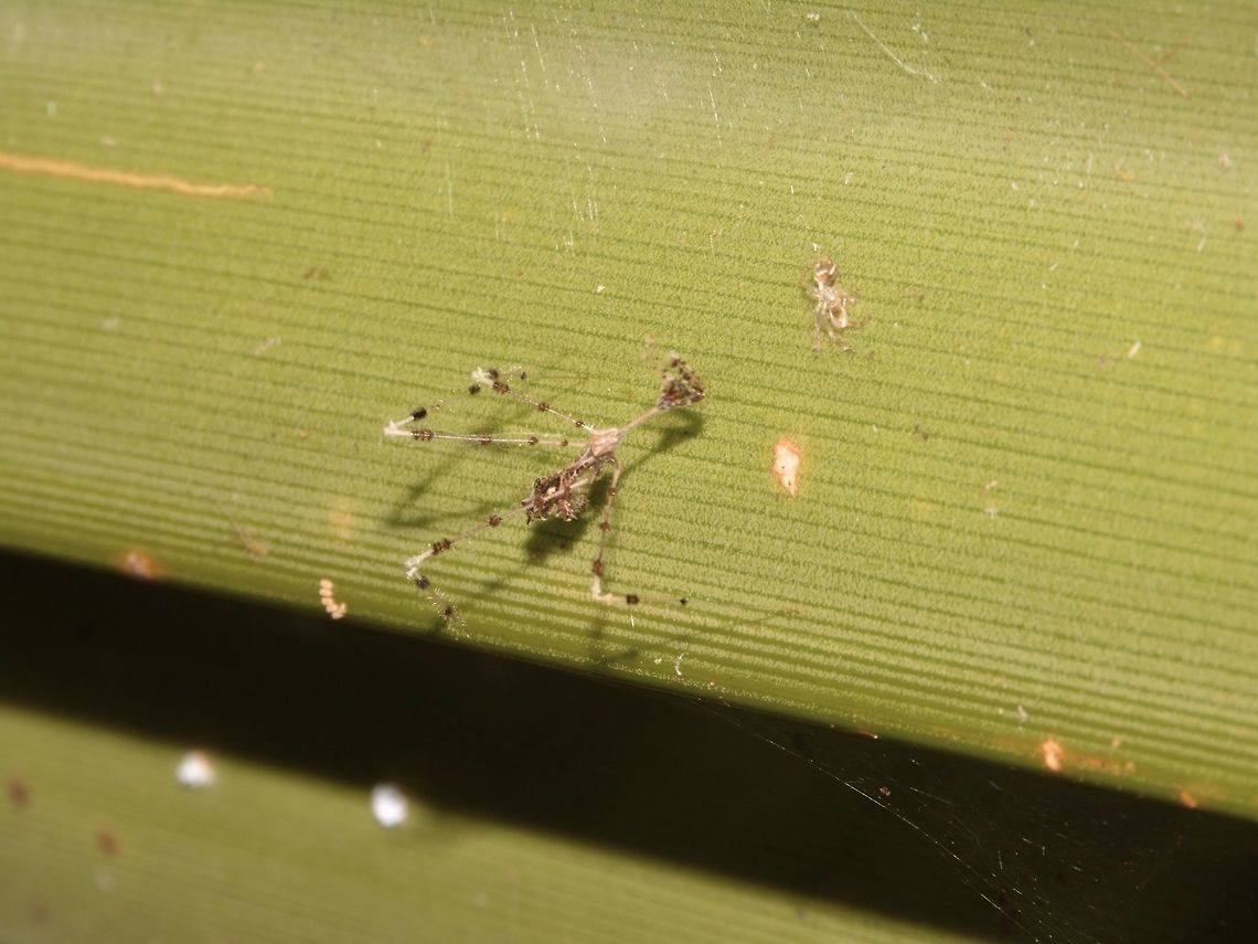 Three-legged Bug having a Spider meal This Three-legged Bug probably just finished with its meal of a tiny Spider; the Spider looks dry/empty.<br />
<br />
Close-up picture of this Three-legged Bug can be seen here : <br />
<br />
<figure class="photo"><a href="https://www.jungledragon.com/image/43816/ready_to_strike.html" title="Ready to strike"><img src="https://s3.amazonaws.com/media.jungledragon.com/images/2994/43816_thumb.jpg?AWSAccessKeyId=05GMT0V3GWVNE7GGM1R2&Expires=1765411210&Signature=6HjUUhpgqh7KJ5sLf6hzPV7LLlY%3D" width="200" height="150" alt="Ready to strike This is a close-up picture of a Three-legged Bug, from the sub-family of Emesinae.<br />
It was small in size, around 1 cm but very thin and scrawny, its legs are segemented and hairy.<br />
<br />
Check-out this other picture to get an idea how scrawny this bug is :<br />
<br />
https://www.jungledragon.com/image/43818/three-legged_bug_having_a_spider_meal.html Emesinae,Fiji,Geotagged,Spring,Three-legged Bug" /></a></figure><br />
 Emesinae,Fiji,Geotagged,Spring,Three-legged Bug