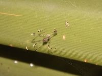 Three-legged Bug having a Spider meal This Three-legged Bug probably just finished with its meal of a tiny Spider; the Spider looks dry/empty.<br />
<br />
Close-up picture of this Three-legged Bug can be seen here : <br />
<br />
https://www.jungledragon.com/image/43816/ready_to_strike.html<br />
 Emesinae,Fiji,Geotagged,Spring,Three-legged Bug