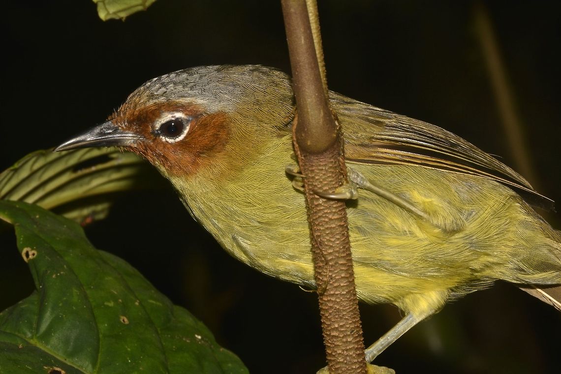 Chestnut-faced Babbler - Zosterornis whiteheadi Saw this Chestnut-faced Babbler - Zosterornis whiteheadi during a night walk. Bird,Chestnut-faced babbler,Fall,Geotagged,Philippines,Zosterornis whiteheadi