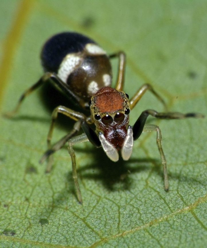 Ant-Mimic Spider - Myrmarachne sp Small Spider, less than 1 cm, and slender, shaped like an ant. It was actively moving and as it moves, it 'waves' its first pair of legs like the antennae of ant. At first glance, I had thought it was a 'velvet ant' based on the patterns of its abdomen.<br />
Ant-mimic Spider,Geotagged,Myrmarachne,Myrmarachne sp,Philippines,Spider,Winter