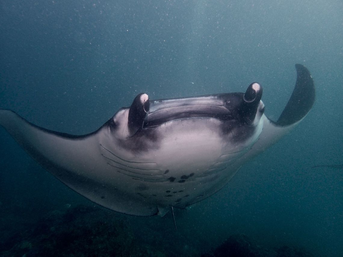 Spaceship This is the more common variation of the Reef Manta Ray - Manta alfredi, around 4 meters in wing span.<br />
Manta Rays are also fondly called Gentle Giants as despite their size, they are harmless to humans and have lost the sting in their tail.  They swim by 'flapping' their 'wings' in a gentle manner.<br />
<br />
The markings on the belly of Manta Rays are used to identify them as they are like human's fingerprints.  No 2 Manta Rays have similar abdomen markings.  This has allowed monitoring of them as their photographs can be uploaded to an online database indicating the location where they have been taken.  This photo will then be cross referenced to the database and if a match is found, then the locations they have been photographed will give an idea if they stays put in a location or if they move around to different locations.<br />
<br />
They are classified as vulnerable due to overfishing and 'alternative fishing' in-lieu of Shark's fins :( Geotagged,Indonesia,Manta,Manta Ray,Manta alfredi,Reef manta ray,Winter
