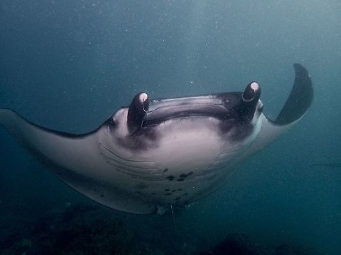 Spaceship This is the more common variation of the Reef Manta Ray - Manta alfredi, around 4 meters in wing span.
Manta Rays are also fondly called Gentle Giants as despite their size, they are harmless to humans and have lost the sting in their tail.  They swim by 'flapping' their 'wings' in a gentle manner.

The markings on the belly of Manta Rays are used to identify them as they are like human's fingerprints.  No 2 Manta Rays have similar abdomen markings.  This has allowed monitoring of them as their photographs can be uploaded to an online database indicating the location where they have been taken.  This photo will then be cross referenced to the database and if a match is found, then the locations they have been photographed will give an idea if they stays put in a location or if they move around to different locations.

They are classified as vulnerable due to overfishing and 'alternative fishing' in-lieu of Shark's fins :( Geotagged,Indonesia,Manta,Manta Ray,Manta alfredi,Reef manta ray,Winter
