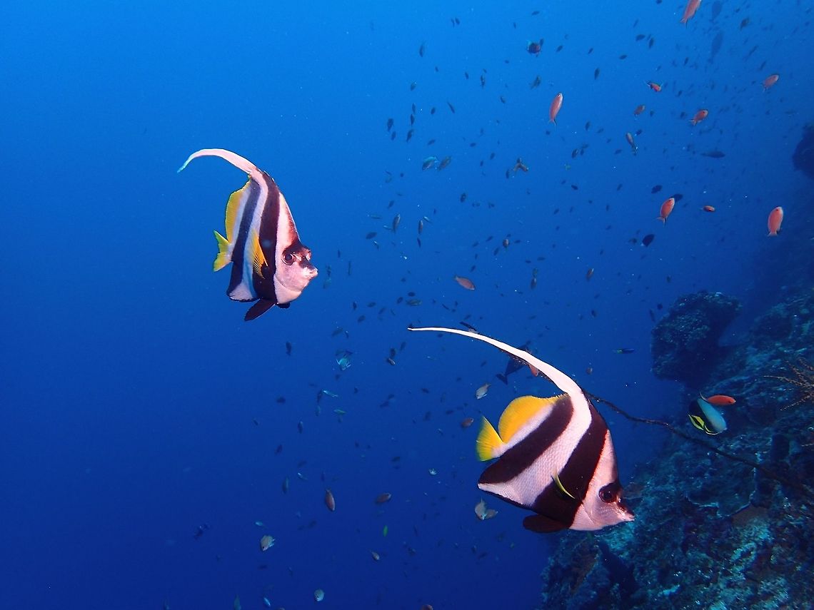 Bannerfish The Bannerfish - Heniochus diphreutes is from the family of Butterflyfish and are sometimes known as the false Moorish Idol.<br />
<br />
Pictures of Moorish Idol can be seen here :<br />
<br />
<figure class="photo"><a href="https://www.jungledragon.com/image/43515/moorish_idol_-_zanclus_cornutus.html" title="Moorish Idol - Zanclus cornutus"><img src="https://s3.amazonaws.com/media.jungledragon.com/images/2994/43515_thumb.jpg?AWSAccessKeyId=05GMT0V3GWVNE7GGM1R2&Expires=1759968010&Signature=k4KC3zFcNgojLi%2FqRUo2cgWqbRQ%3D" width="200" height="144" alt="Moorish Idol - Zanclus cornutus Moorish Idol - Zanclus cornutus is the sole extant representative of the family Zanclidae (from the Greek &zeta;&alpha;&gamma;&kappa;ί&omicron;&sigmaf;, zagkios, &quot;oblique&quot;).<br />
<br />
They are sometimes confused with Longfin Bannerfish - Heniochus acuminatus but the mouth easily tells them apart. Anilao,Batangas,Geotagged,Moorish idol,Philippines,Winter,Zanclus cornutus" /></a></figure><br />
 Geotagged,Heniochus diphreutes,Indonesia,Schooling bannerfish,Winter