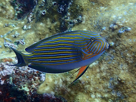 Lined Surgeonfish - Acanthurus lineatus The Lined Surgeonfish - Acanthurus lineatus has gold undercolor with numerous black edged blue stripes and bluish belly, yellow fins; bright blue margins on most fins. Acanthurus lineatus,Geotagged,Indonesia,Lined Surgeonfish,Surgeonfish,Winter