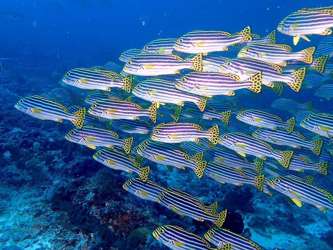 Oriental Sweetlips - Plectorhinchus vittatus Oriental Sweetlips - Plectorhinchus vittatus has white with black stripes, lips and fins yellow; spotted dorsal, anal and tail fins. Geotagged,Indian Ocean oriental sweetlips,Indonesia,Plectorhinchus vittatus,Striped Sweetlips,Sweetlips,Winter