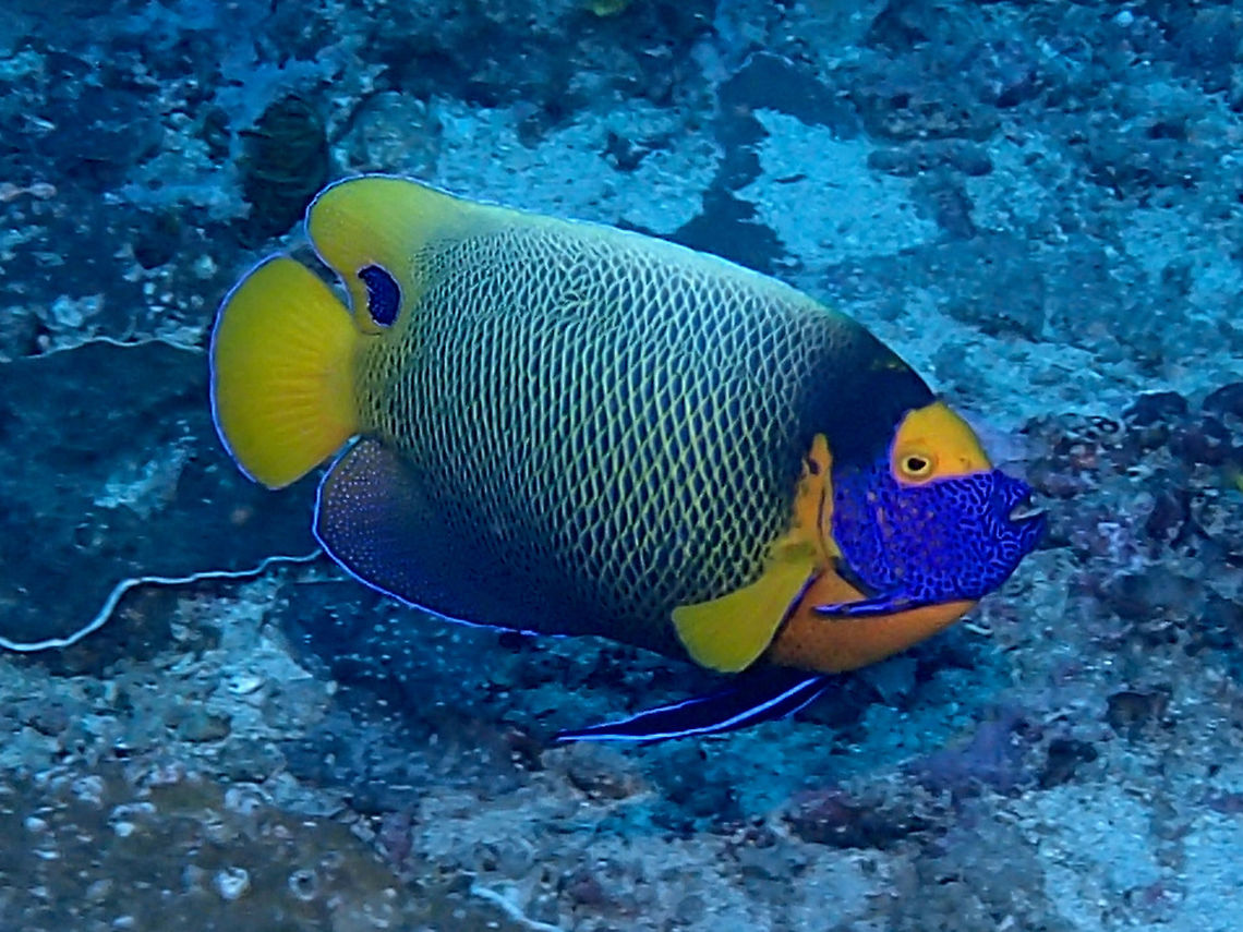 Yellow-Mask Angelfish - Pomacanthus xanthometopon The Yellow-Mask Angelfish - Pomacanthus xanthometopon is yellow with large blue spots on scales forming network pattern, blue head with yellow eye mask; large black spot on rear dorsal. Geotagged,Indonesia,Pomacanthus xanthometopon,Winter