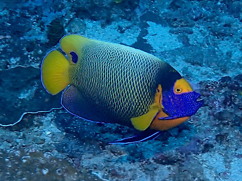 Yellow-Mask Angelfish - Pomacanthus xanthometopon The Yellow-Mask Angelfish - Pomacanthus xanthometopon is yellow with large blue spots on scales forming network pattern, blue head with yellow eye mask; large black spot on rear dorsal. Geotagged,Indonesia,Pomacanthus xanthometopon,Winter