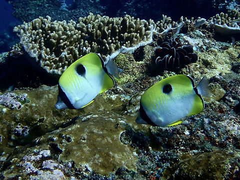Teardrop Butterflyfish - Chaetodon unimaculatus The Teardrop Butterflyfish - chaetodon unimaculatus has white with bright yellow dorsal, anal and ventral fins; black tear-shaped spot on back, adults develop a large bulbous snout. Chaetodon unimaculatus,Geotagged,Indonesia,Teardrop Butterflyfish,Winter