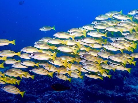 Bluestripe Snapper - Lutjanus kasmira The Bluestripe Snapper - Lutjanus kasmira has bright yellow upper body with 4 neon-blue stripes, white belly with faint gray stripes.  Usually found in a school. Bluestripe snapper,Geotagged,Indonesia,Lutjanus kasmira,Winter