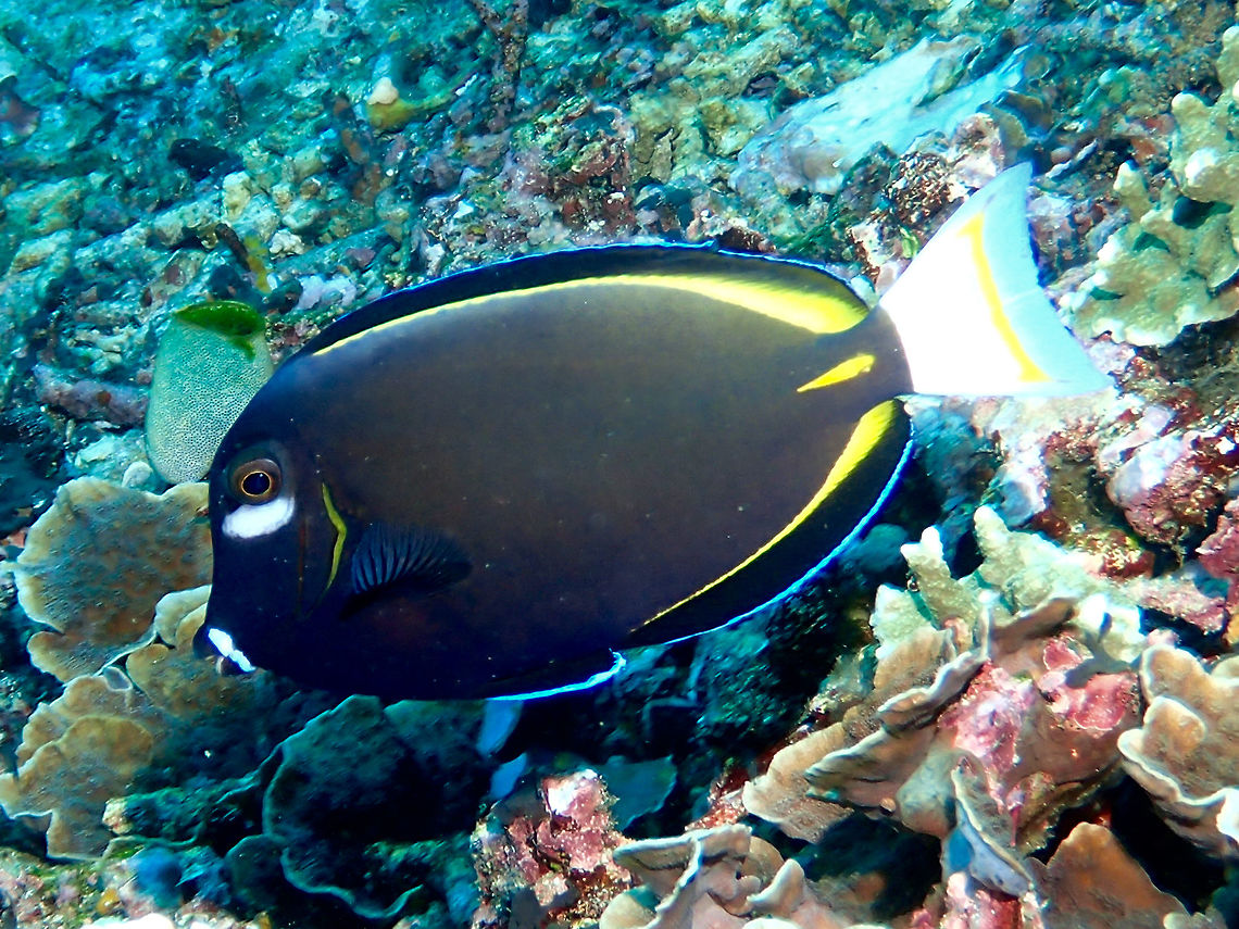Japanese Surgeonfish - Acanthurus japonicus The Japanese Surgeonfish - Acanthurus japonicus has yellowish brown to dark blue becomes yellow on extreme rear body; white patch from lips to eye and white tail. Acanthurus japonicus,Geotagged,Indonesia,Winter