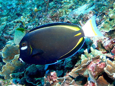 Japanese Surgeonfish - Acanthurus japonicus The Japanese Surgeonfish - Acanthurus japonicus has yellowish brown to dark blue becomes yellow on extreme rear body; white patch from lips to eye and white tail. Acanthurus japonicus,Geotagged,Indonesia,Winter