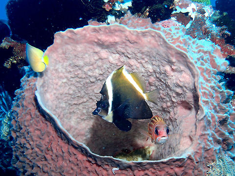 Horne bannerfish