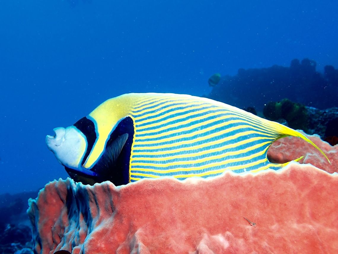 Emperor Angelfish - Pomacanthus imperator The Emperor Angelfish - Pomacanthus imperator has vivid alternating blue and yellow stripes and yellow tail; blue edged black eye mask, broad blue-edged black bar behind head. Emperor angelfish,Geotagged,Indonesia,Pomacanthus imperator,Winter