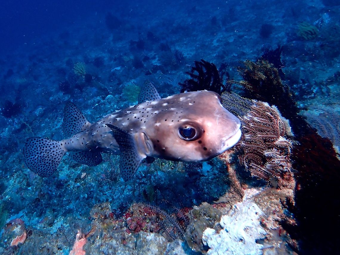 Spotted Burrfish - Chilomycterus reticulatus The Spotted Burrfish - Chilomycterus reticulatus is brown to gray with white underside; numerous fixed triangular spines, body and fins covered with black spots, 3 dusky body bars and dusky bar under eye. Chilomycterus reticulatus,Geotagged,Indonesia,Winter