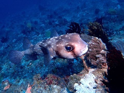 Spotted Burrfish - Chilomycterus reticulatus The Spotted Burrfish - Chilomycterus reticulatus is brown to gray with white underside; numerous fixed triangular spines, body and fins covered with black spots, 3 dusky body bars and dusky bar under eye. Chilomycterus reticulatus,Geotagged,Indonesia,Winter