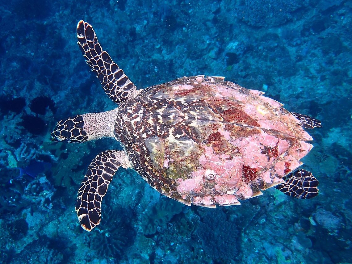 Hawksbill Turtle - Eretmochelys imbricata This was a juvenile Hawksbill Turtle, Eretmochelys imbricata with carapace size around 30 cm.<br />
They have ridged shaped towards the back of the carapace.  This one has some discolouration of its carapace, the natural colour is the brownish patterns in the front whereas the reddish colouration towards the back doesn't seems normal. Eretmochelys imbricata,Geotagged,Hawksbill sea turtle,Indonesia,Turtle,Winter