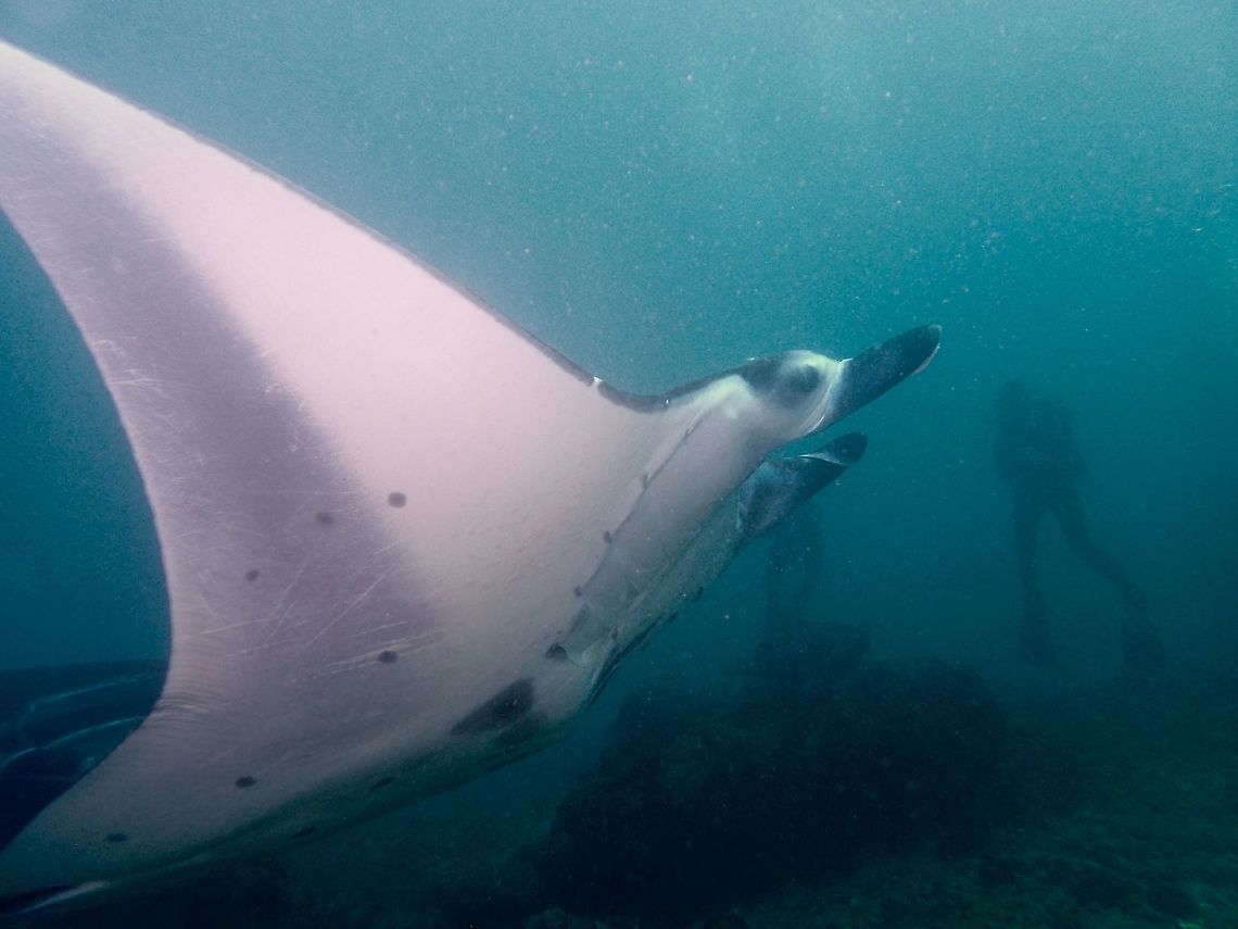 Manta Ray -  Manta alfredi This Manta Rays are very graceful when they swim, more like flying in the water, flapping their wings. Geotagged,Indonesia,Manta Ray,Manta alfredi,Reef manta ray,Winter