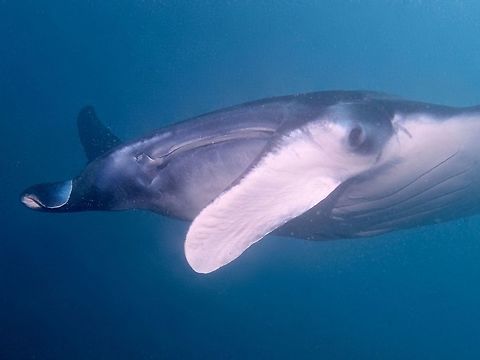 Filter Feeder The Manta Rays -  Manta alfredi, despite its size, feeds on planktons and are known as filter feeders.  They do that by funnelling in water through their open mouth, using the 2 cephalic lobes.  As the waters are channeled through their gills, tiny planktons are 'captured' by their gills. Geotagged,Indonesia,Manta alfredi,Reef manta ray,Winter