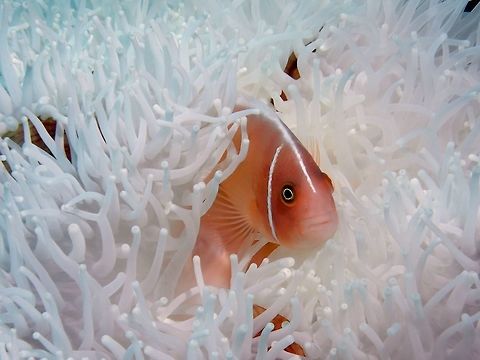 Bed of White Anemone The Skunk Anemonefish/Clownfish - Amphiprion akallopisos, is identified by a light orange color, with a single, narrow, white stripe running from the mouth to the caudal peduncle, and can grow as large as 11 cm in length. Like other anemonefish, the skunk clownfish is a protandrous hemaphrodite, and maintains a hierarchy within the host anemone that consists of a mating pair, of which the female is the largest, and non-mating males which get progressively smaller in size. Amphiprion akallopisos,Anemonefish,Clownfish,Geotagged,Indonesia,Nosestripe anemonefish,Winter