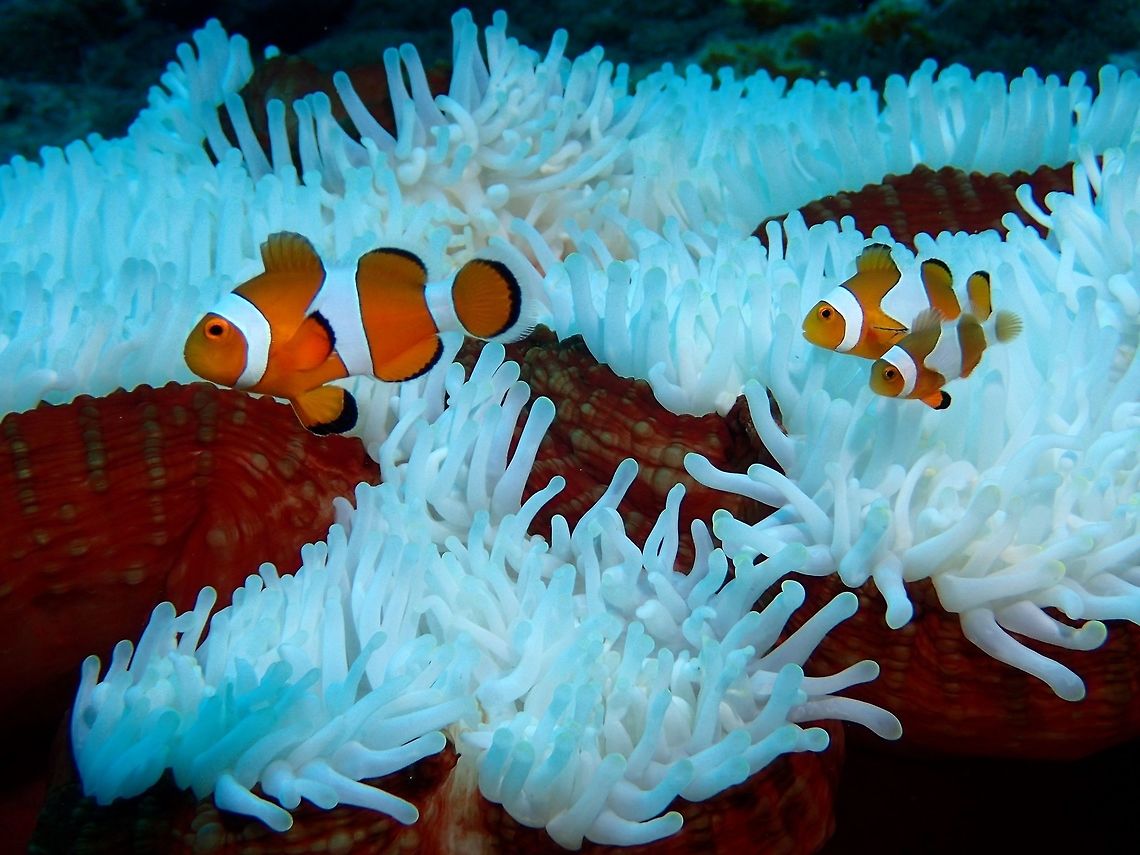 Nemo - Amphiprion ocellaris The movie, Nemo made this fish famous but it wasn't a good thing because of the popularity, there was an increase in demand to get them for the aquarium trade.  Fortunately, they are not a species under  threat. Amphiprion ocellaris,Clownfish,Geotagged,Indonesia,Nemo,Ocellaris Clownfish,Winter