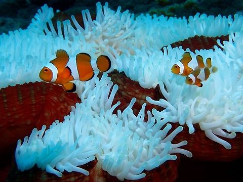 Nemo - Amphiprion ocellaris The movie, Nemo made this fish famous but it wasn't a good thing because of the popularity, there was an increase in demand to get them for the aquarium trade.  Fortunately, they are not a species under  threat. Amphiprion ocellaris,Clownfish,Geotagged,Indonesia,Nemo,Ocellaris Clownfish,Winter