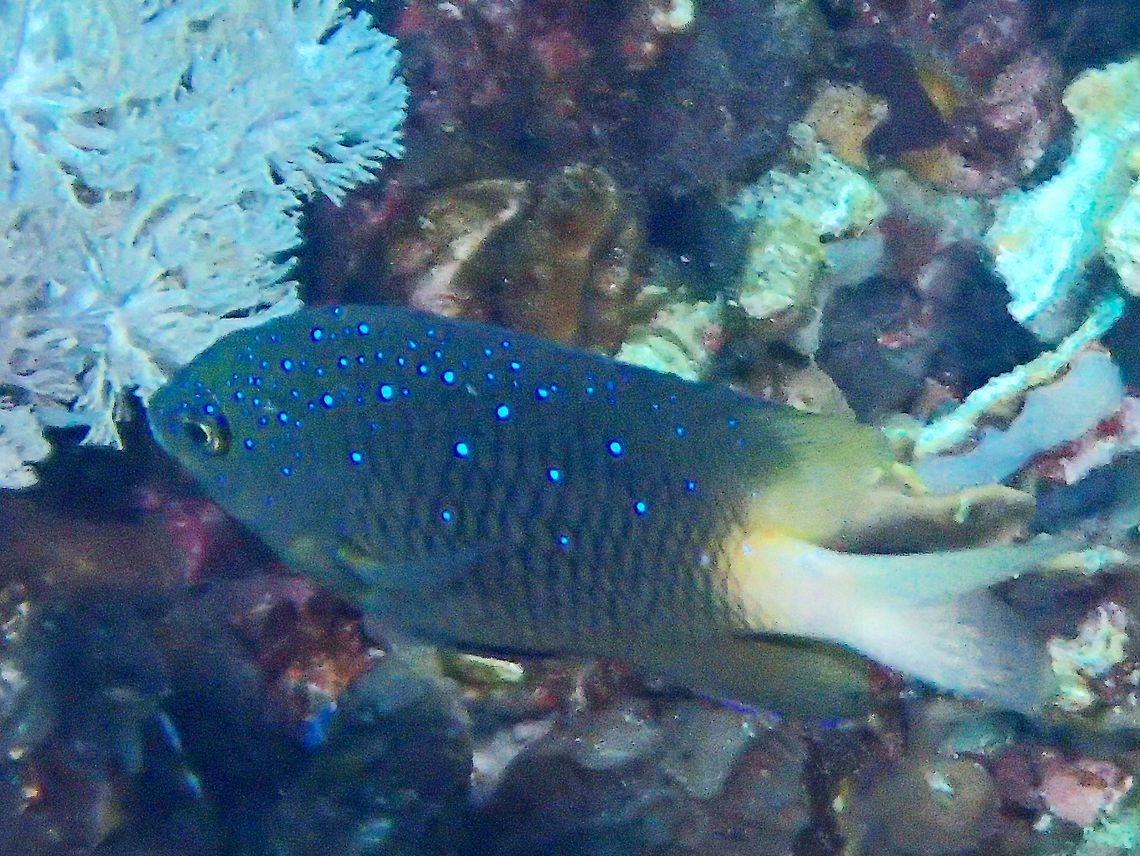 Jewel Damsel - Plectroglyphidodon lacrymatus The Jewel Damsel - Plectroglyphidodon lacrymatus has brown with black scale margins, often gradating to tan or whitish on rear body and tail; small blue spots scattered on head and body. Damsel,Damselfish,Geotagged,Indonesia,Jewel Damsel,Plectroglyphidodon lacrymatus,Winter