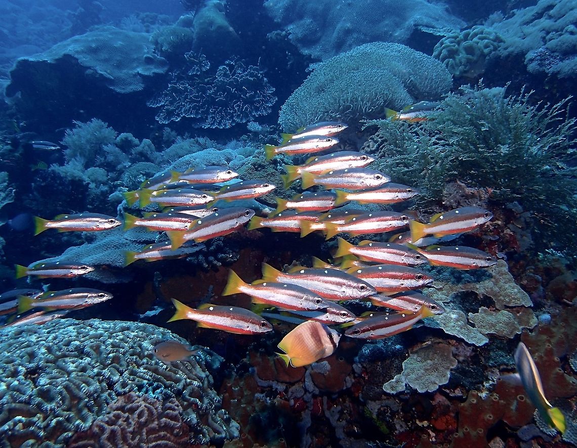 Two-Spot Snapper - Lutjanus biguttatus The Two-Spot Snapper - Lutjanus biguttatus is slender; brownish gray back with 2-3 white spots, reddish brown belly; wide reddish brown stripe from snout to tail and wide white stripe from mouth to tail. Geotagged,Indonesia,Lutjanus biguttatus,Snapper,Two-Spot Snapper,Winter