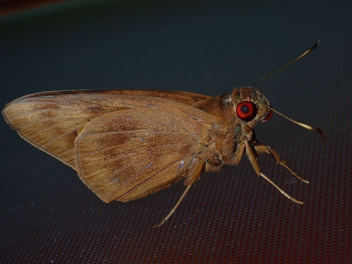 Red-Eyed Skipper Butterfly - Erionota sp Banana Skipper Butterfly  with red eyes showed up outside my hotel room when in Lombok. Banana Skipper,Butterfly,Erionota,Erionota sp,Geotagged,Indonesia,Lombok,Skipper Butterfly,Winter