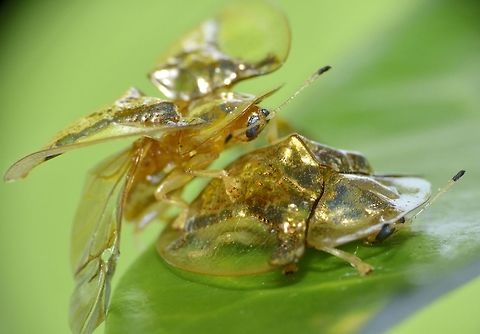 Flasher Male Tortoise Beetle flashing his wings as part of his courting and mating ritual.

Check out the video of their courting ritual.  The Male starts by 'caressing' the Female with his antennae, shake his bums and flashes his wings :D

https://www.youtube.com/watch?v=_CDB5OCdoS8 Aspidimorpha sanctaecrucis,Beetle,Geotagged,Golden Tortoise Beetle,Indonesia,Lombok,Tortoise Beetle,Winter