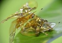 Flasher Male Tortoise Beetle flashing his wings as part of his courting and mating ritual.<br />
<br />
Check out the video of their courting ritual.  The Male starts by 'caressing' the Female with his antennae, shake his bums and flashes his wings :D<br />
<br />
https://www.youtube.com/watch?v=_CDB5OCdoS8 Aspidimorpha sanctaecrucis,Beetle,Geotagged,Golden Tortoise Beetle,Indonesia,Lombok,Tortoise Beetle,Winter